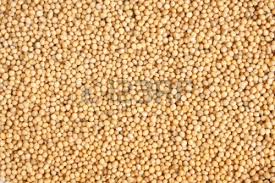 White Mustard Seeds Manufacturer Supplier Wholesale Exporter Importer Buyer Trader Retailer in Mumbai Maharashtra India